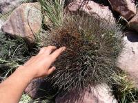 JA336-Echinopsis-ferox.jpg