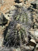 JA36_C-marginata4.jpg