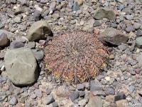 JA397 Gymnocalycium spegazzinii.jpg