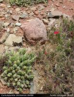 JA408 Cumulopuntia chichensis.jpg