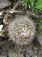 JA435-Parodia-sp.jpg