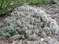 JA436-Tephrocactus-weberi.jpg
