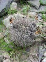 JA437-Acanthocalycium-thio2.jpg