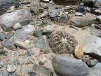 JA439-Gymnocalycium-spegazzinii.jpg