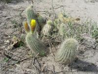 JA443-Trichocereus-huasch2.jpg