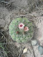 JA444-Gymnocalycium-saglionis.jpg