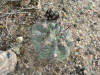 JA447-Acanthocalycium-thionantha ssp glauca.jpg