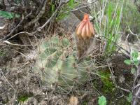 JA463-Echinopsis-sp.jpg