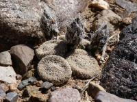 JA507 puna-clavarioides2.jpg