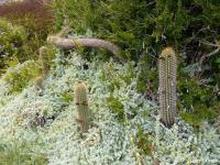 JA559 Trichocereus litoralis.jpg