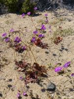 JA565 Calandrinia.jpg