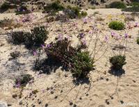 JA566 Calandrinia.jpg