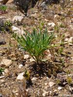 JA567 Calandrinia.jpg