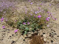 JA568 Calandrinia.jpg
