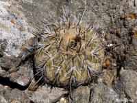 JA570 Copiapoa echinoides.jpg