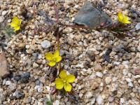 JA581 Calandrinia.jpg