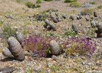 JA583 Copiapoa.jpg