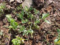 JA593 Calandrinia spec. Paposo.jpg