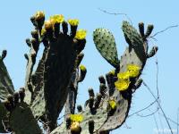 JA611 Opuntia.jpg