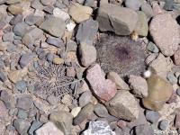 JA619-Parodia.jpg