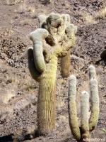 JA626-pasacana-cristata.jpg
