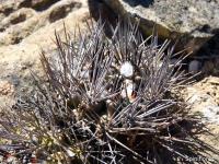 JA634-echinus.jpg