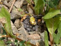 JA637-Copiapoa-humilis.jpg