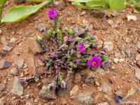 JA639-portulaca.jpg