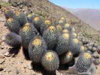 JA642-Copiapoa-haseltoniana.jpg