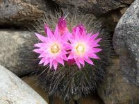 JA669-Eriosyce-chilensis.jpg