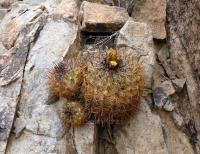 JA688-Copiapoa-andina.jpg