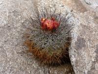 JA689-Copiapoa-andina.jpg