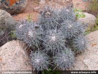 JA68_Copiapoa-coquimbana.jpg