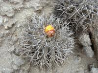 JA694-Copiapoa-megarhiza.jpg