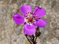 JA697-Calandrinia.jpg