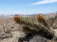 JA699-Cumulopuntia.jpg