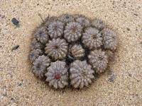 JA733-Copiapoa-grandiflora.jpg