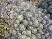 JA769-Copiapoa-dealbata.jpg