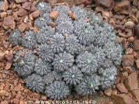 JA77 Copiapoa fiedleriana Huasco.jpg