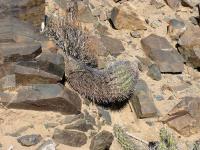 JA782 Copiapoa shulziana.jpg