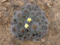 JA787-Copiapoa-coquimbana.jpg