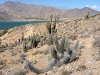 JA800-Echinopsis-chiloensis.jpg