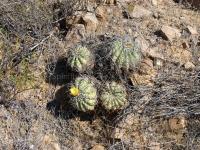JA803-Copiapoa-coquimbana.jpg