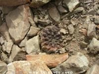 JA81 Eriosyce occulta.jpg