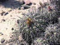 JA811-Copiapoa-coquimbana.jpg