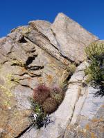 JA844-Denmoza-rhodacantha.jpg
