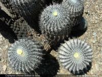 JA84_flores.jpg