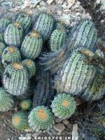 JA86 perales_21_cinerea16.jpg