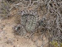 JA896-Austrocactus-bertinii.jpg
