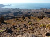 JA959-Copiapoa-cinerea.jpg